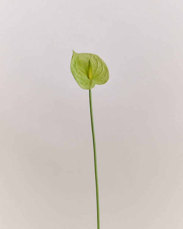 Anthurie · No. 01 · Light Green