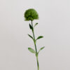 Dianthus, grün, real touch