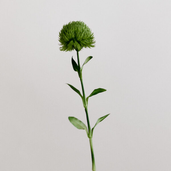 Dianthus, gr&uuml;n, real touch