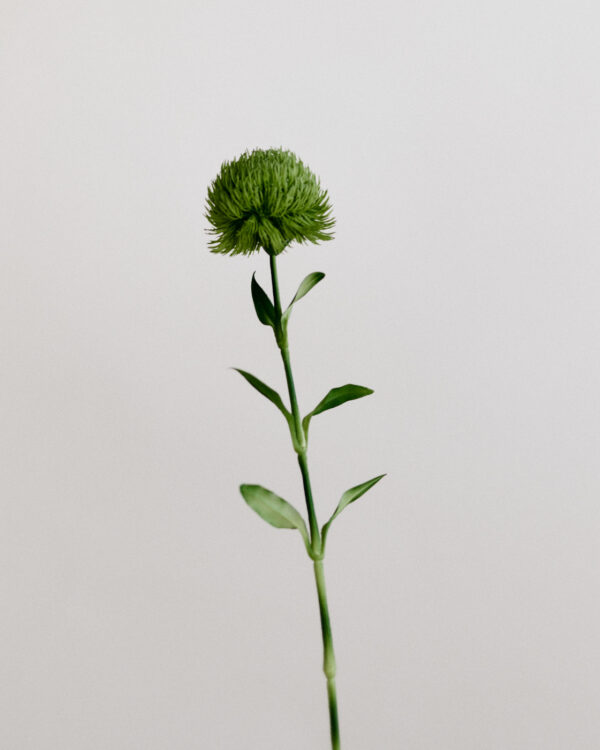 Dianthus, grün, real touch