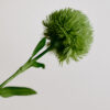 Grün und Struktur · Dianthus "Grass Ball" · Light Green