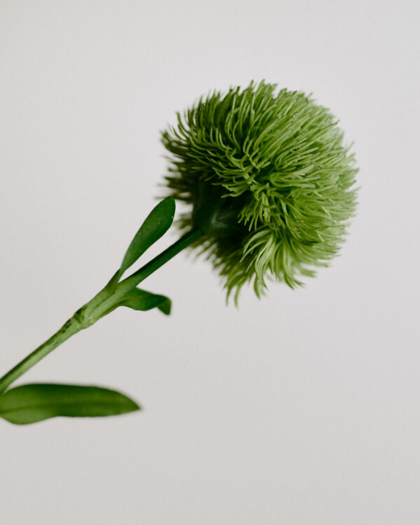 Grün und Struktur · Dianthus "Grass Ball" · Light Green