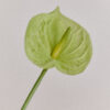 Anthurie · No. 01 · Light Green