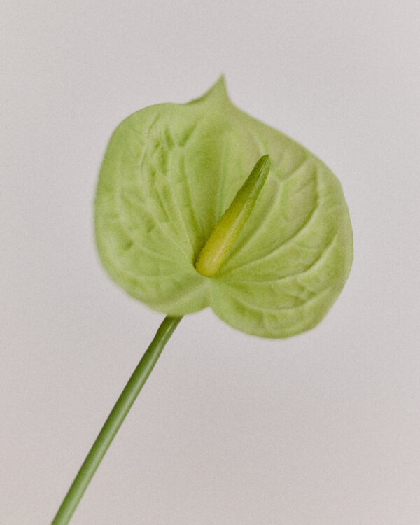 Anthurie · No. 01 · Light Green