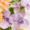 Bouquet · No. 04 · Chroma