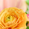 Bouquet · No. 04 · Chroma